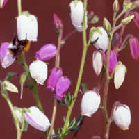 Daboecia cantabrica, Irische Glockenheide